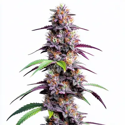 Mimosa XXL Auto - Seeds Pack: 6-seeds
