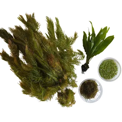 Goldfish Aquarium/Pond Live Plant Bundle-Hornwort, Java Moss, Duckweed, & Java Fern - Natural decor to provide food, shelter,...