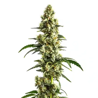 Agent Orange Regular - Seeds Pack: 50-seeds