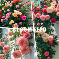 500P/CS+ mixed climbing rose seeds - Easy-Grow Perennial Flowers with 180-Day Blooms, Perfect Gift for Gardeners (Organic Kit...